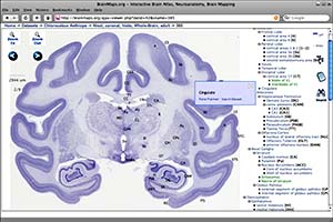 Brain Maps AJAX viewer