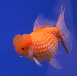 c auratus, goldfish